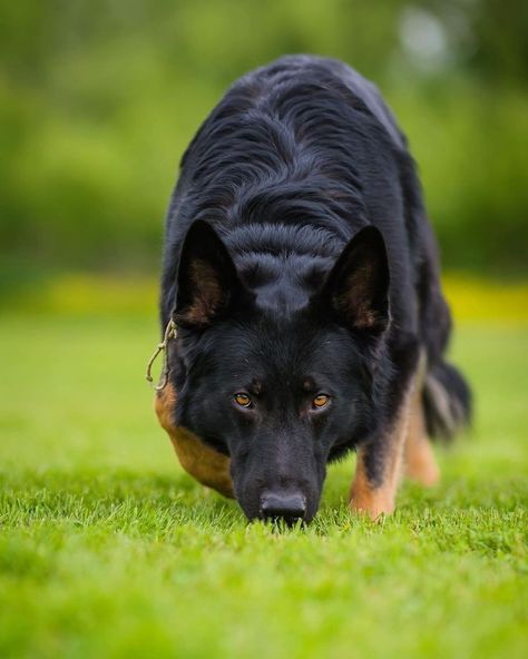 Bicolor German Shepherd, Black And Tan German Shepherd, Bohemian Shepherd, German Shepherd Care, German Shepherd Photography, German Shepherd Colors, Sable German Shepherd, Dog Foto, German Sheperd Dogs