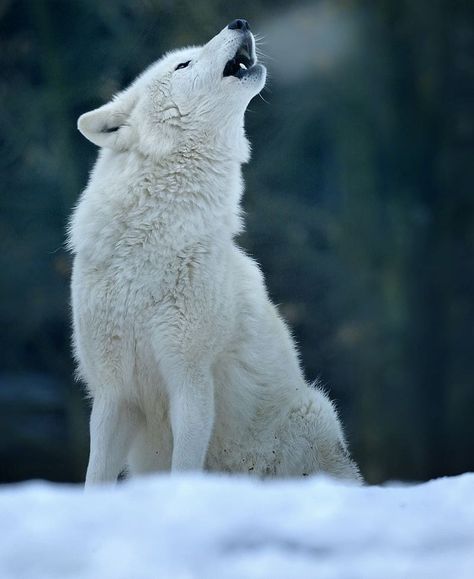 Wolf Breeds, Tundra Wolf, White Werewolf, Winter Court, Wolf’s Rain, Winter Wolf, Wolf World, Werewolf Aesthetic, Wolf Husky