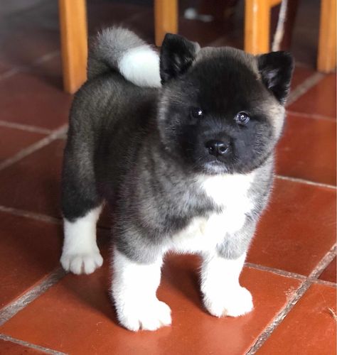 American Akita Puppies, Akita Puppies, American Akita, Akita Dog, Cute Animals Images, Animals Images, Beautiful Dogs, Mans Best Friend, I Love Dogs