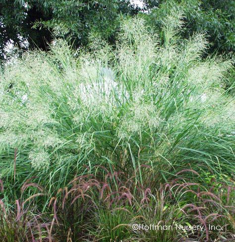 Panicum virgatum Cloud Nine | Hoffman Nursery Panicum Virgatum, Prairie Planting, Overwintering, Grasses Garden, Cold Frame, Rain Garden, Vase Shapes, Cloud Nine, Natural Garden