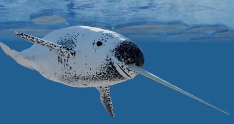 Narwhals: The Majestic Unicorns of the Sea | Free the Ocean Majestic Unicorn, Sea Mammal, Water Creatures, Animal Anatomy, Water Animals, Arctic Ocean, Aquatic Life, Marine Mammals, Narwhal