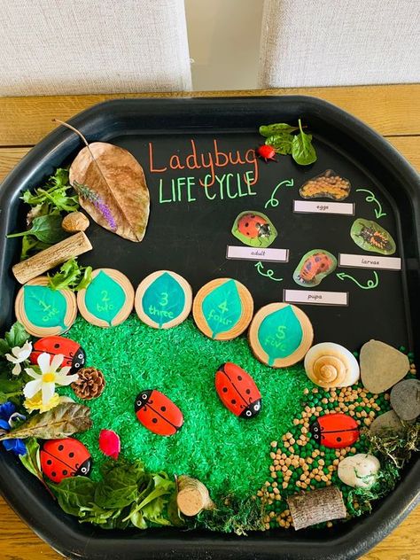 Bugs Tuff Tray, Messy Play Ideas, Play Corner, The Ladybug, Tuff Tray, Messy Play, Creepy Crawlies, Play Ideas, Life Cycle