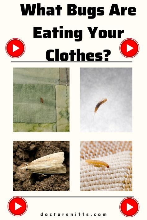 a photo of Bugs that are Eating Your Clothes Beetle Larvae, Bed Bugs, Bugs And Insects, Moth, Bugs, Carpet, Bed, Clothes