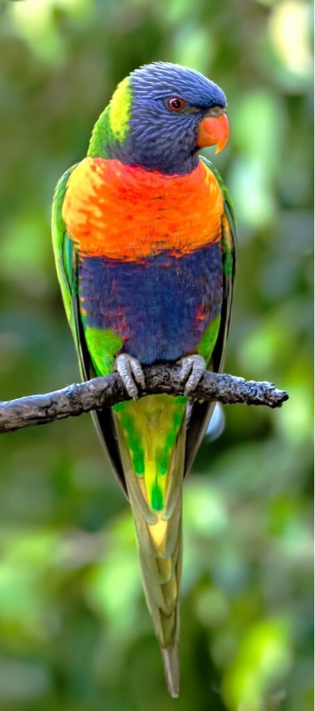 Rainbow Lorikeet (Trichoglossus haematodus) | Our World’s 10 Beautiful and Colorful Birds Ninga Hattori, Australian Parrots, Rainbow Lorikeet, Most Beautiful Birds, Australian Birds, Colorful Bird, Australian Animals, Exotic Birds, Tropical Birds