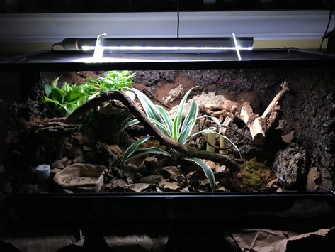 Mexican Black Kingsnake Enclosure, African Fat Tailed Gecko Enclosure, Mexican Black Kingsnake, Turtle Enclosure, Bioactive Vivarium, Bearded Dragon Terrarium, Fat Tailed Gecko, Snake Terrarium, Snake Enclosure