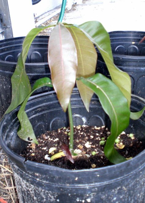 how to grow a mango plant from seed | UBC Botanical Garden Forums Growing Mango From Seed, Mango Plant, Veggie Gardens, Mango Tree, Tropical Fruits, Veggie Garden, Botanical Garden, How To Grow, Botanical Gardens