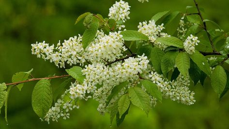 What are the ideal UK native trees to grow in your garden? Here's our top 14 best trees to plant to bring colour, interest and wildlife to your garden. Scottish Garden, Plants Under Trees, Plants Uk, Flowering Bushes, Garden Inspo, Wild Garden, Plant Projects, Specimen Trees, Farm Cottage