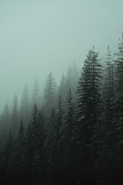 Moody Forest Wallpaper, Moody Screensavers, Moody Green Photography, Moody Asethics, Moody Widgets, Moody Forest Aesthetic, Moody Mountain Aesthetic, Moody Nature Aesthetic, Moody Green Aesthetic