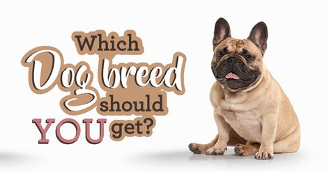 Dog Breed Selector: Which Dog Should I Get? - Quiz - Quizony.com What Dog Should I Get Quiz, Color Personality Quiz, Dog Breed Quiz, Buzzfeed Personality Quiz, Dog Quiz, Personality Type Quiz, Fun Personality Quizzes, Dog Match, What Kind Of Dog