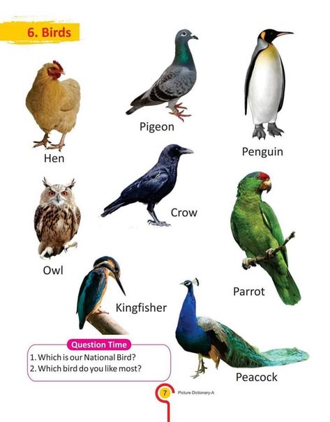 Birds Name With Picture, Aerial Animals, Birds Name List, Birds Pics, Animal Pictures For Kids, Preschool Letter Crafts, Birds Pictures, Wildlife Facts, Types Of Birds