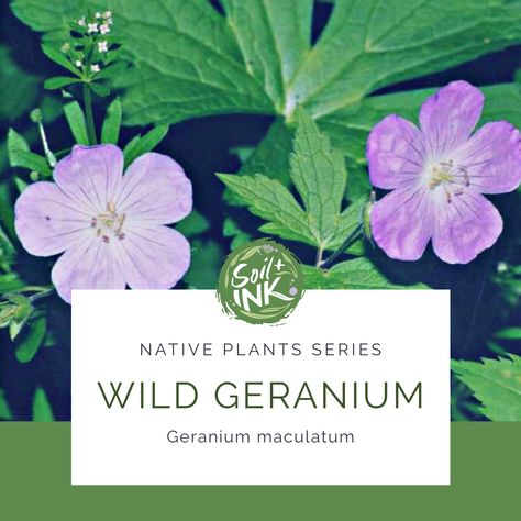 Native Plants Recommendations: Wild Geranium Rozanne Cranesbill Geranium, Geranium Maderense, Vancouver Centennial Geranium, Moth Species, Wild Geranium, Geranium Macrorrhizum 'ingwersen's Variety', Hardy Geranium, Missouri Botanical Garden, Ground Cover Plants