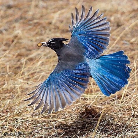 Stellar Jay flying, Ruidoso New Mexico 03.2018 Birds Photos, Super Photo, Jay Bird, Bird Pictures, Birds Tattoo, Pretty Birds, Bird Photo, Colorful Birds, Foto Inspiration