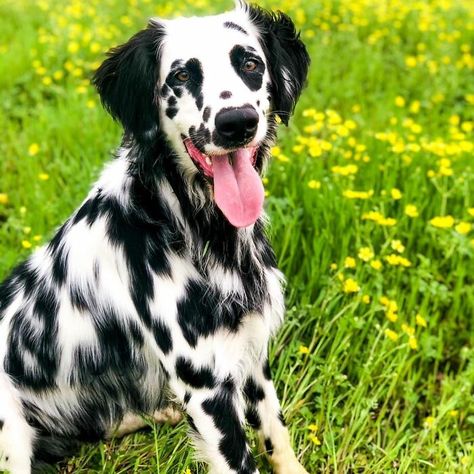 Dalmation Golden Retriever, Dalmatian Golden Retriever, Golden Retriever Dalmation Cross, Hyperactive Dog, Dalmatian Mix, Golden Retriever Mix, Dalmatian Puppy, Mixed Breed Dogs, Golden Retriever Puppy