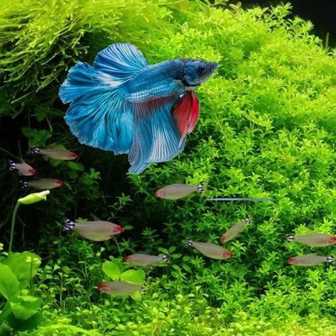 Le Combattant : comment créer l'aquarium idéal pour votre Betta - Fiches conseils Aquariophilie - AkouaShop.com - Aquariophilie Idee Deco Aquarium, Betta Aquarium, Nano Aquarium, Aquariums, Fish Tank, Fish Pet, Loft, Art Design, Fish