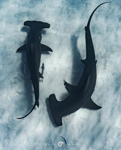 Hammerhead Shark Drawing, Hammerhead Tattoo, Shark Lady, Hammerhead Shark Tattoo, Shark Painting, Shark Pictures, Ocean Images, Shark Art, Shark Tattoos