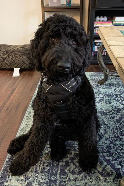 Black Goldendoodle Haircuts, Newfypoo Haircut, Black Goldendoodle, Black Mini Goldendoodle, Black Aussiedoodle, Black Labradoodle Haircut Style, Black Doodle Dog, Labradoodle Haircut Style, Black Labordoodle