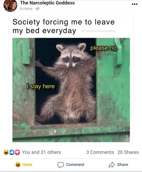 Possum Memes, Raccoon Memes, Hilarious Animal Memes, Chronic Illness Humor, Illness Humor, Tea And Biscuits, Trash Pandas, Raccoon Meme, Pet Raccoon