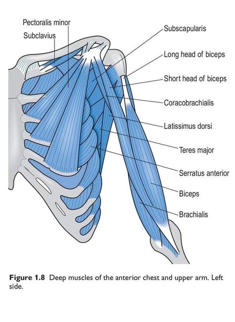 Medical Inspiration, Back Muscles Anatomy, Thorax Muscles Anatomy, Muscle Diagram Anatomy, Anatomy Of Upper Limb, Upper Limb Muscles Anatomy, Palmaris Longus Muscle, Lattisimus Dorsi Muscle Anatomy, Body Muscle Anatomy