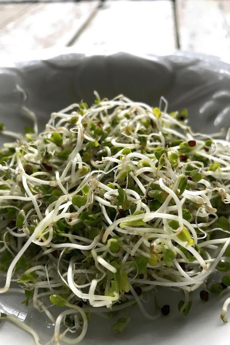 How to Grow Sprouts in a Jar Growing microgreen sprouts in a mason jar is easy and inexpensive - even for someone with no green thumb! This tutorial has a few pro tips to ensure you grow tasty, nutritious sprouts in a simple canning jar. When I was growing up in my very rural community, fresh greens out of season were hardly available, and if they were, my frugal mama wasn’t about to purchase them. Mom grew sprouts in a jar often and they were an incredibly cheap way to add crisp flavor and t... Simple Canning, Sprouts In A Jar, Cress Plant, How To Grow Sprouts, Grow Sprouts, Growing Sprouts, Rural Community, Autoimmune Protocol, Canning Jar