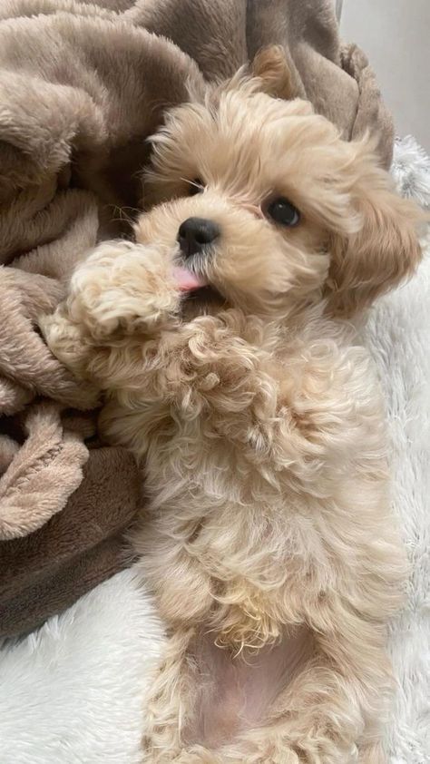 Dream Puppy, Regnul Animal, Cute Small Dogs, Dog Mommy, Cute Dogs Images, Very Cute Puppies, Super Cute Puppies, Cute Dog Photos, Cute Animals Puppies