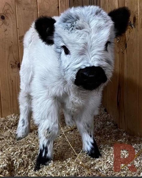 Mini Highland Cow, Pet Cows, Cutee Animals, Mini Cows, Baby Farm Animals, Fluffy Cows, Cute Small Animals, Cute Animals Puppies