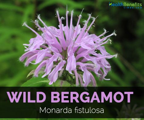 Wild bergamot Facts Bergamot Plant, Balance Spirituality, Wild Bergamot, Summer Blooming Flowers, Medicinal Wild Plants, Flower Recipes, Bergamot Tea, Food Foraging, Diy Survival