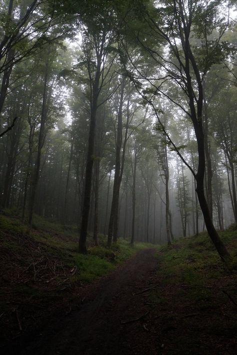 Dark Naturalism, Dark Forest Aesthetic, Nature Witch, Forest Core, Honeymoon Spots, Dark Green Aesthetic, Dark Nature Aesthetic, Forest Path, Scenic Photography