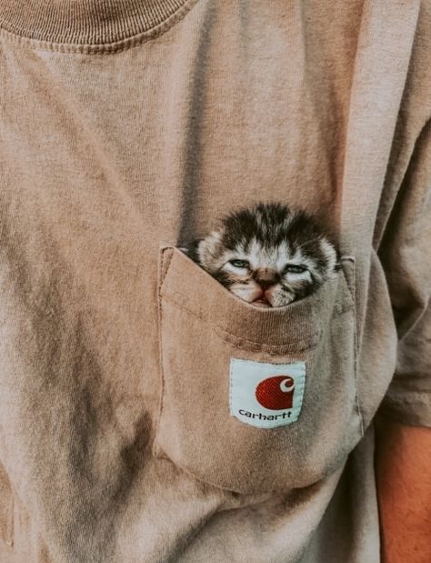 vibewithvsco Shirt Pocket, Cute Creatures, Animal Planet, Crazy Cat Lady, Cute Funny Animals, Crazy Cats, Cat Pics, Cute Love