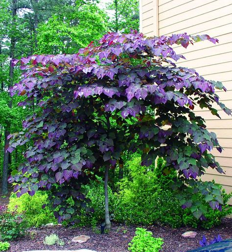 The Forest Pansy is an incredibly beautiful small growing deciduous tree with colourful heart shaped foliage. Perfect tree for small gardens and courtyards. Forest Pansy, Small Trees For Garden, Trees For Front Yard, Landscaping Trees, Small Front Yard Landscaping, Garden Shrubs, Ornamental Trees, Deciduous Trees, Garden Trees