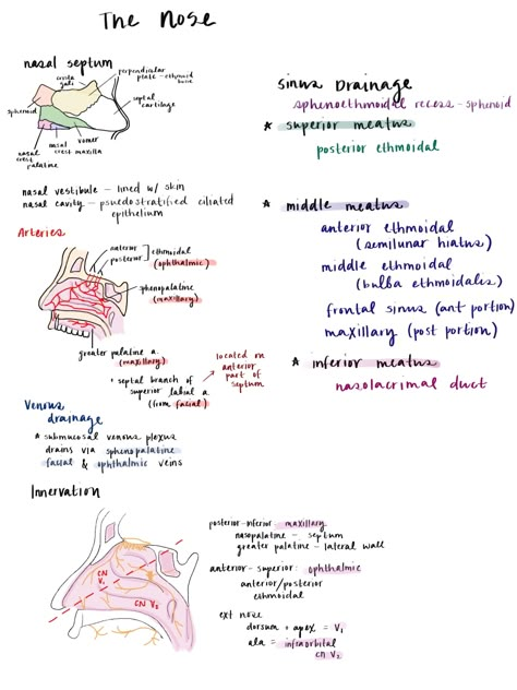 Ent Medical Notes, Nose Anatomy Medical, Ent Notes, Medschool Notes, Nose Anatomy, Med Notes, Anatomy Notes, Animals Tattoos, Medical Words