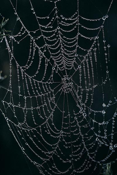 crystal spider web Spider Web Veil, Spiderweb Fabric, Spider Dress, Small Nature Tattoo, How To Make Spiders, Underwater Tattoo, Web Necklace, Spider Web Halloween Decorations, Pearl Tattoo