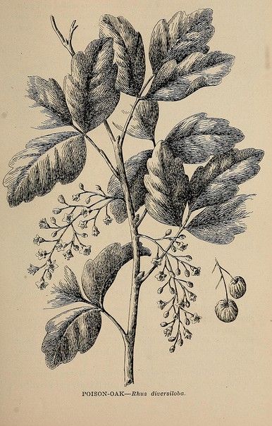 Poison Oak (syn. Rhus diversiloba) Poison Oak Plant, Oak Tattoo, Back Of Leg Tattoos, Poison Oak, Skateboard Art Design, Art Nouveau Illustration, Plant Drawing, Scientific Illustration, Skateboard Art