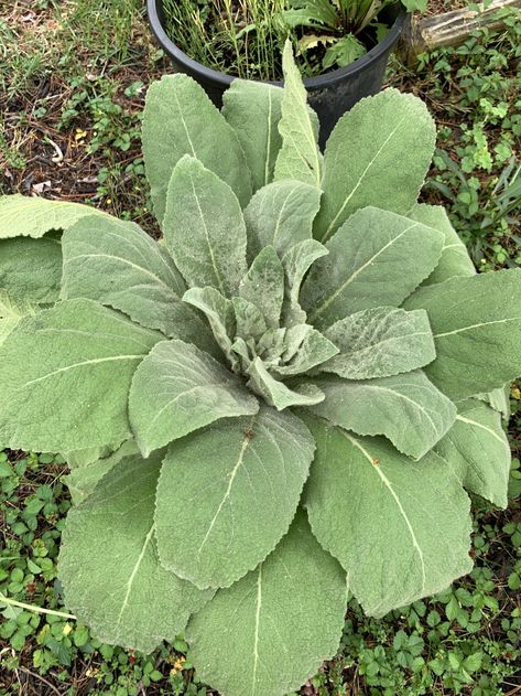 From Seed to Sip: Harvesting Mullein Leaves in Our Orchard – RJ Homestead Harvesting Mullein, Great Mullein, Tea For Cough, Earache Remedies, Mullein Tea, Reaching For The Sky, Moth Repellent, Native American Traditions, Dark Places