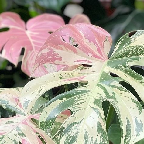 HousePlantParadise on Instagram: "Rarest Pink Variegated #Monstera 🩷 It’s the most rare because it doesn’t exist! This is actually ai-generated. The realism and believability shocked me!  Would you buy this if it existed? 📸: @foxeras_plants" Pink Monstera, Variegated Monstera, Patio Flowers, Plant Growing, Growing Plants Indoors, Plants Indoor, Indoor Flowers, Pink Leaves, House Plants Indoor