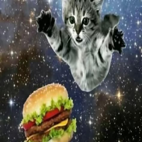 Galaxy Cat, Nyan Cat, Silly Cats Pictures, Rainbow Cat, Space Cat, Silly Animals, Silly Pictures, Silly Cats, Pretty Cats