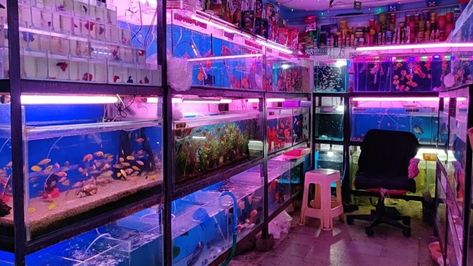 Fish Store Aesthetic, Aesthetic Fishtanks, Neon Fish Tank, Cyberpunk Aquarium, Neon Aquarium, Neon Aquarium Aesthetic, Aquarium Store, Store Aesthetic, Film Inspiration