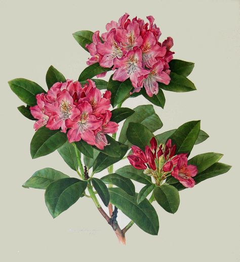 Rhododendron "Holden" by Anne Ophelia Todd Dowden Inn Ideas, Rhododendron Flower, Pink Rhododendron, Simple Landscape, Flower Poster, Illustration Botanique, Botanical Illustrations, Plant Drawing, Deco Floral