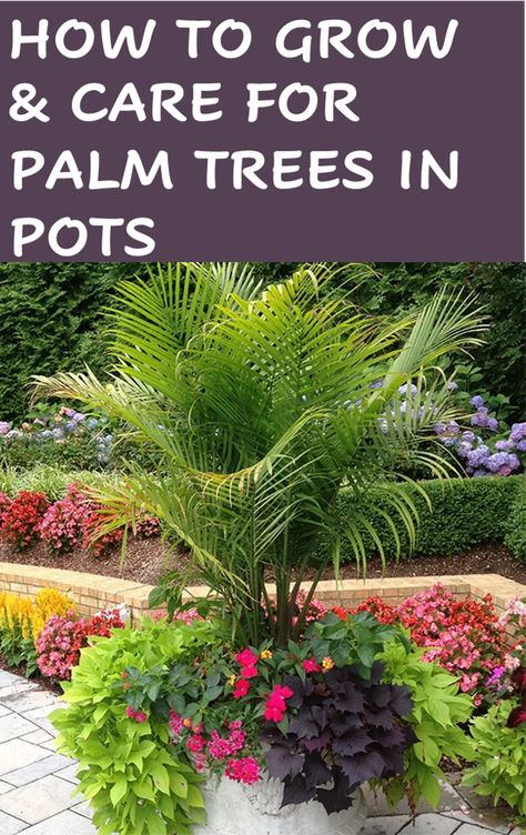 Outdoor Potted Palms, Potted Trees Around Pool, Palm Tree Pots Planters, Palm Trees In Planters, Small Backyard Landscaping Pots & Planters, Best Outdoor Potted Plants For Florida, Large Potted Palms Outdoor, Outdoor Potted Palms Patio, Patio Palms Ideas