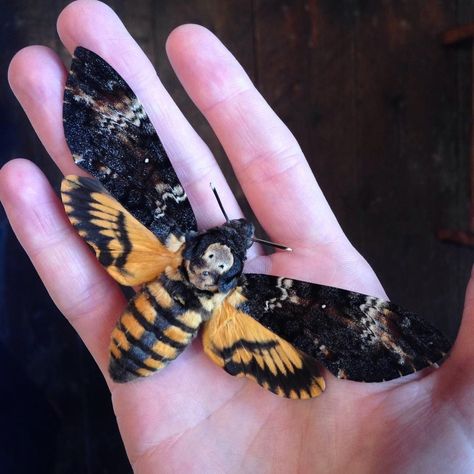 Deathhawk Moth, Hawk Moth Tattoo, Witch Nail Art, Moth Taxidermy, Entomology Decor, Moth Tattoo Design, Deaths Head, Deaths Head Moth, Spiritual Animal