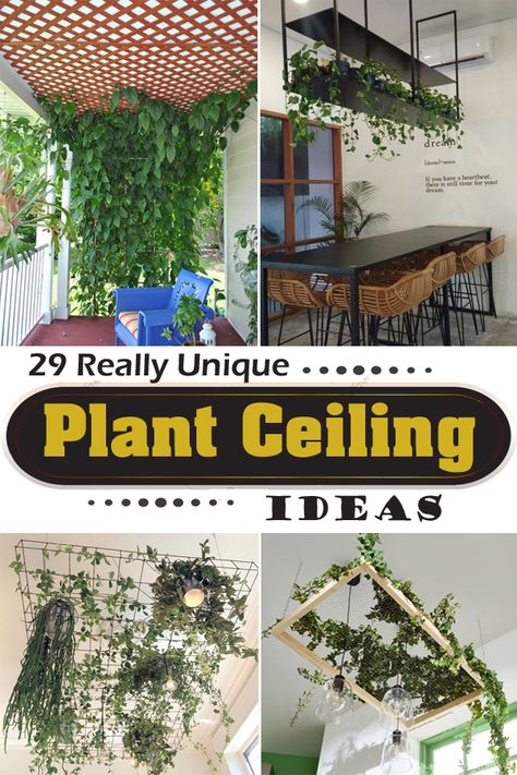 Plant Ceiling, Hang Plants From Ceiling, Indoor Vines, Hanging Plants Outdoor, Blue Deck, Fake Hanging Plants, Plant Display Ideas, Indoor Plant Wall, Hanging Plant Wall