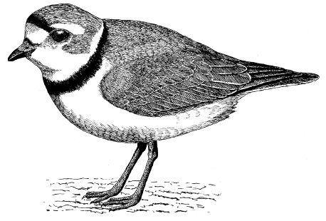 Nature of New York: Nature Journal - The Piping Plover Piping Plover Tattoo, History Journal, Great Plains, Lewis And Clark, American West, Nature Journal, Natural History, New Beginnings, Rock Art