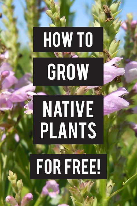 If you’ve recently learned about the importance of native plants, changing up your whole garden can get expensive. Native plants can also be hard to find for sale. But don’t worry, it’s totally possible to help the planet with a native garden without spending much money at all. Landscaping With Native Plants, Minnesota Native Plants Landscapes, Native Plants Virginia, Pa Native Plant Garden, Native Oregon Plants, Minnesota Native Plants, Virginia Native Plants Gardens, Illinois Native Plants Gardens, Wilding Garden