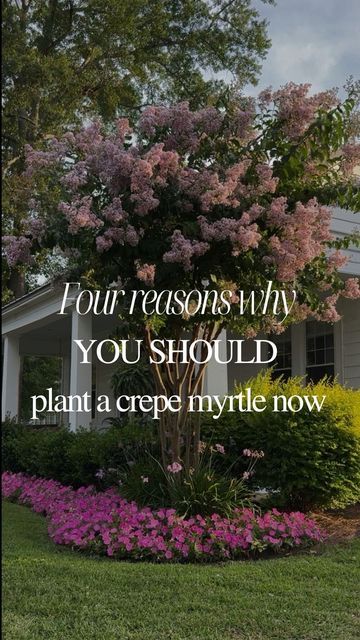 Sara McDaniel on Instagram: "A few nights ago, the setting sun was casting the most beautiful light on my crêpe myrtle tree, and it absolutely took my breath away. One of the best landscaping decisions I made was to flank both corners of my home with a stunning purpleish pink crêpe myrtle.  Here are four reasons you should plant one too:  1. Crêpe myrtles have the most beautiful blooms. And if deadheaded correctly, you can force two or three blooms over the course of a season. (Stay tuned for a video on that coming soon.)  2. Crêpe myrtles are extremely low maintenance. They are drought tolerant, and disease resistant.  3. The attractive bark add visual appeal to your landscape, especially in the winter months.  4. Crêpe myrtles are extremely versatile. If left unpruned, they will basicall Crepe Myrtle Landscaping, Pink Crepe Myrtle, Crepe Myrtle Trees, Curb Appeal Landscape, Myrtle Tree, Tree Planters, Crepe Myrtle, Crape Myrtle, Crab Apple