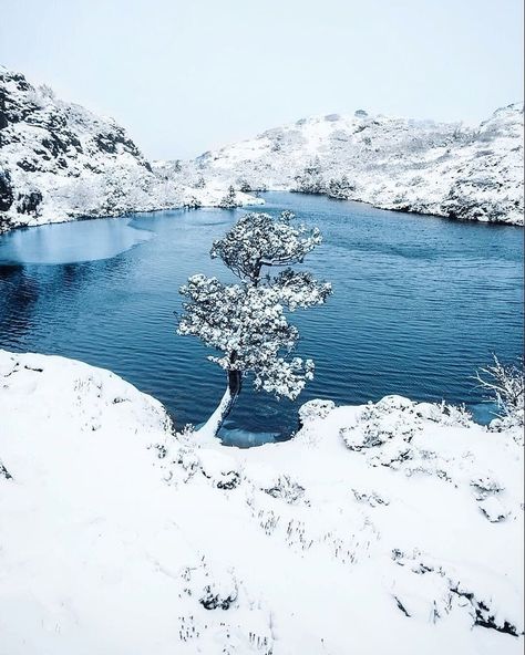 Discover Tasmania (@tasmania) • Instagram photos and videos Tasmania Winter, Cradle Mountain Tasmania, Fall Aesthetics, Cradle Mountain, Temperate Rainforest, Mountain Lake, Tasmania, Solo Travel, World Heritage