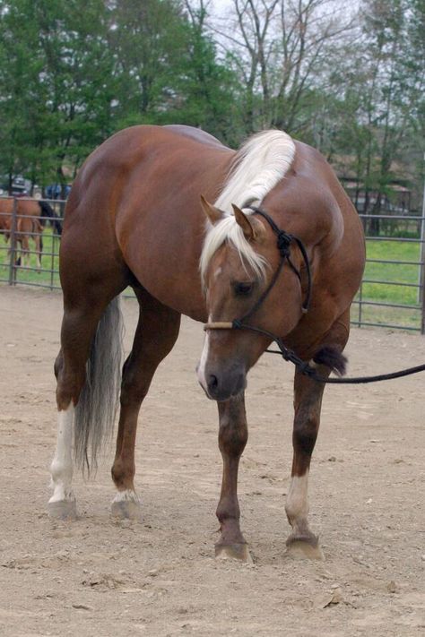 Quarter Horse Stallion, Horse Markings, Gorgeous Horses, Palomino Horse, Quarter Horses, Dream Horse, American Quarter Horse, Most Beautiful Animals, Horse World