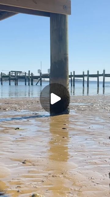 By The Water on Instagram: "An oyster license? #oystertastetest #chesapeakebay #oyster" Old Oyster Retreat, Oysters Nutrition, Oyster Night, Finding Pearls In Oysters Video, Oyster With Pearl, Oyster Pearl, March 8, Chesapeake Bay, Taste Testing