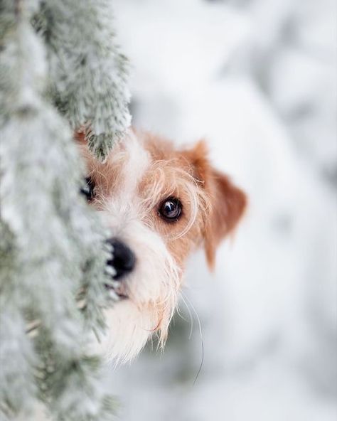 Dog Photography Winter, Pet Poses, Christmas Dog Photography, Holiday Pet Photos, Christmas Pet Photos, Dog Christmas Photos, Dog Christmas Pictures, Dog Day Afternoon, Snow Pictures