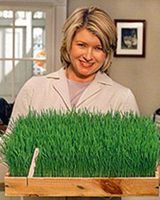 Sow annual rye grass indoors for table display. Easter Grass Ideas, Valentines Halloween, Grass Centerpiece, Rye Grass, Easter Food Crafts, Green Centerpieces, Spring Entertaining, Growing Grass, Spring Things