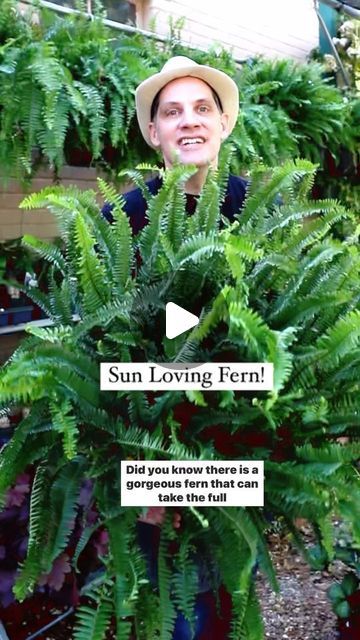 Farmshenanigans Wesley Turner on Instagram: "Did you know there’s a Sun Loving Fern!? Meet the Kimberly Queen fern. Have you ever grown this fern?.
.
.
.
.
#hardyplants #gardendesign #landscape #kimberlyqueenfern #containergardening" Kimberly Ferns In Pots, Kimberly Fern, Kimberly Queen Fern, Fern Garden, Fern Flower, Ferns Garden, Hardy Plants, Flower Beds, Container Gardening