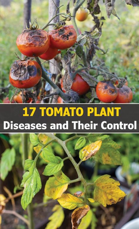 The tomato plant is one such vegetable that almost all gardeners try to grow once in their lifetime. This easy-to-grow plant is susceptible to certain pests and infections that can cause problems in your garden. Read on to learn how to treat and manage tomato plant diseases. To prevent tomato plant diseases, follow some simple steps such as rotating the plant, pinching off the leaves, mulching, providing sufficient air movement, choosing disease-resistant varieties, and companion planting... Tomato Bugs, Tomato Plant Diseases, Tomatoes Plants Problems, Tanaman Tomat, Tomato Problems, Growing Tomato Plants, Veggie Gardens, Tomato Farming, Growing Tomatoes In Containers